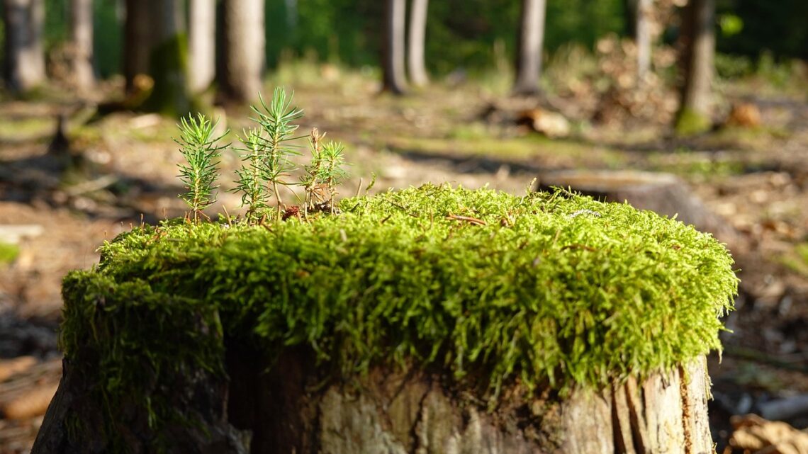 Waar Rode Tent stopt en In de Cirkel ontspringt